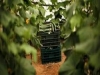 Третий случай заражения штаммом бактерии E.coli зафиксирован в Польше