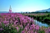 Самый полезный чай